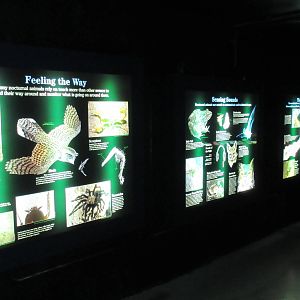 Nocturnal House Graphics