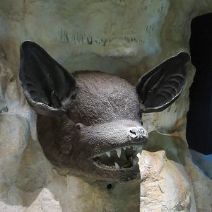 Nocturnal House Graphics - Bat Face