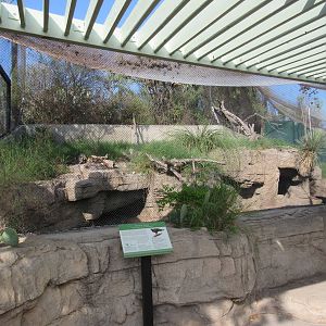 North American Porcupine/Harris' Hawk Exhibit (Viewing Area #1)