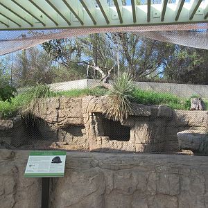 North American Porcupine/Harris' Hawk Exhibit (Viewing Area #2)