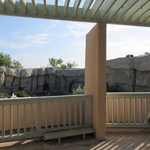 American Black Bear Exhibit - Viewing Area