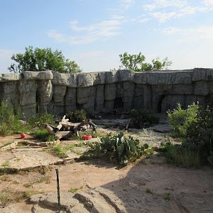 American Black Bear Exhibit