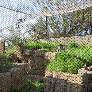 North American Porcupine/Harris' Hawk Exhibit (Viewing Area #3)