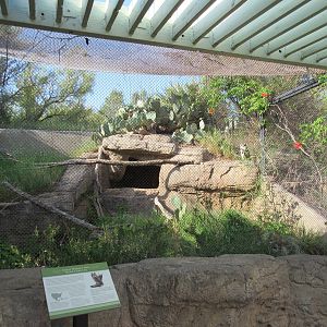 Great Horned Owl Exhibit