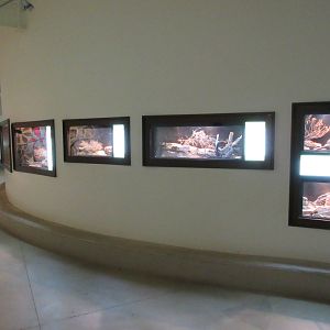 Reptile House (New in 2014) - curving wall with 16 terrariums