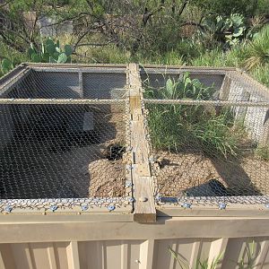 Bolson's Tortoise Exhibit - hatchlings