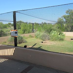 Bolson's Tortoise Exhibit