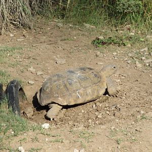 Bolson's Tortoise (extremely rare species)