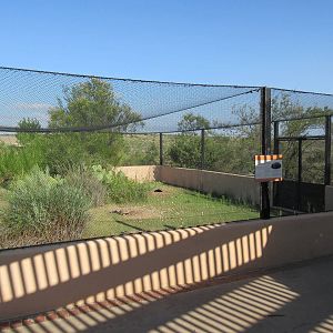 Bolson's Tortoise Exhibit