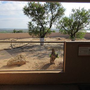 Black-Tailed Prairie Dog Exhibit