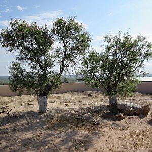 Black-Tailed Prairie Dog Exhibit