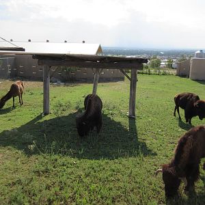 American Bison/Rocky Mountain Elk Exhibit