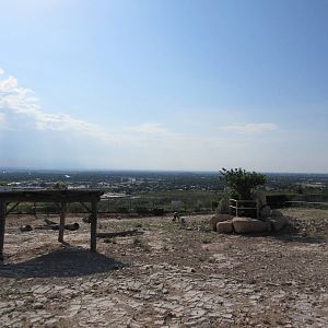 American Bison Exhibit #2