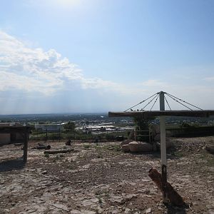 American Bison Exhibit #2