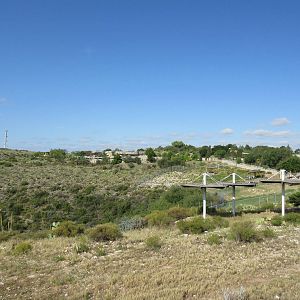 Rocky Mountain Elk Exhibit #1