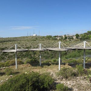 Rocky Mountain Elk Exhibit #1