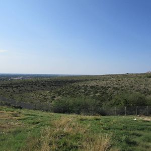 Rocky Mountain Elk Exhibit #2