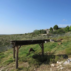 Rocky Mountain Elk Exhibit #3