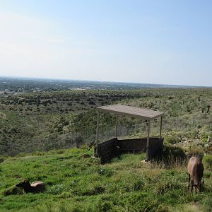 Rocky Mountain Elk Exhibit #3
