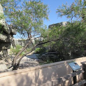 American Black Bear Exhibit