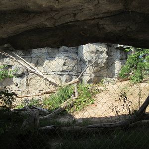 Cougar Exhibit