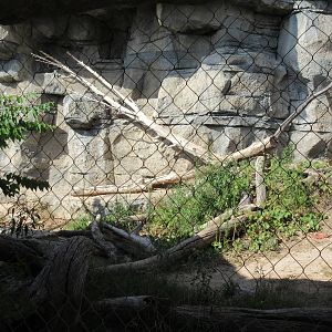 Cougar Exhibit