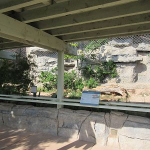 Cougar Exhibit