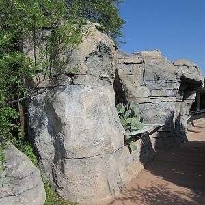 Visitor Pathway - near Cougar and Bobcat exhibits