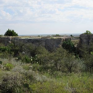 Cougar + Bobcat Exhibits (back view)
