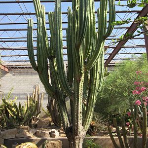 Succulents of the World Building