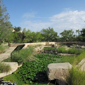 Aquatic Habitat - Pond