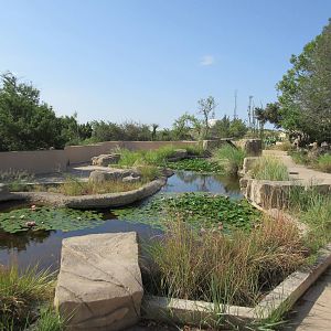Aquatic Habitat - Pond