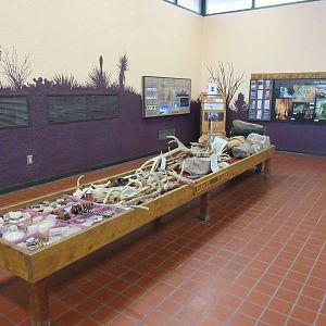 Visitor Center - Fossils, Skins, Bones, etc.