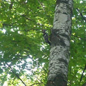 White-backed woodpecker