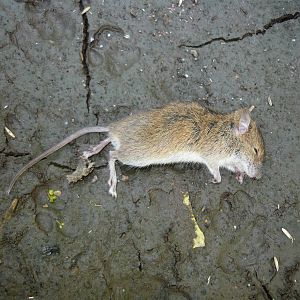 Juvenile field mouse killed by cat