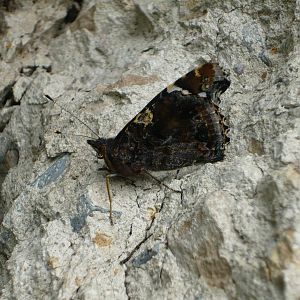 Red Admiral (Vanessa atalanta)