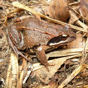 Moor frog (Rana arvalis)
