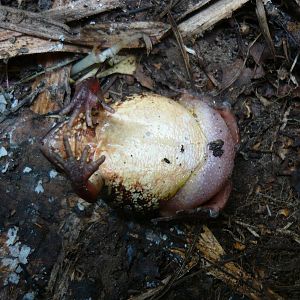Moor frog ventral view