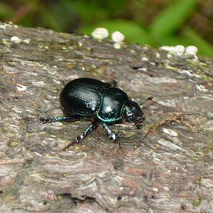 Earth-boring dung beetle (Geotrupes sp.)