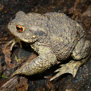 Common toad (Bufo bufo)