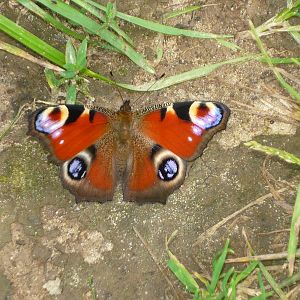 Peacock butterfly (Aglais io)