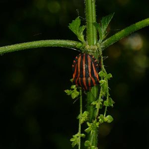Italian striped-bug (Graphosoma lineatum)
