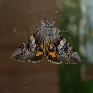 Yellow bands underwing (Catocala fulminea)