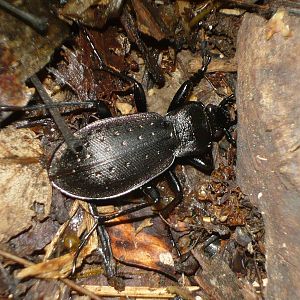 Garden ground beetle (Carabus hortensis)