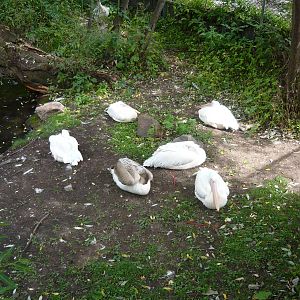 Resting Great white pelicans
