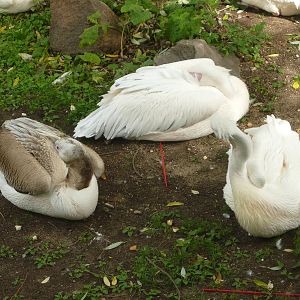 Resting Great white pelicans