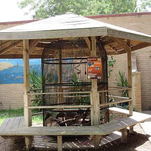 Green-Winged Macaw Exhibit
