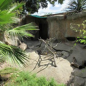 White-Nosed Coati Exhibit