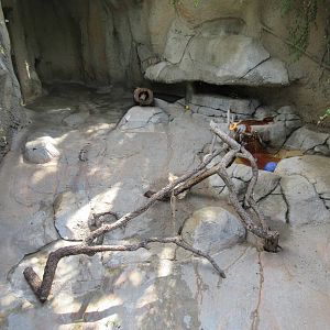 Raccoon/Grey Fox Exhibit (nasty little mixed-species grotto)