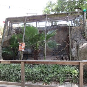 Ocelot Exhibit
